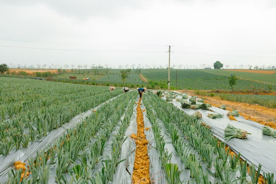 lemongrass field