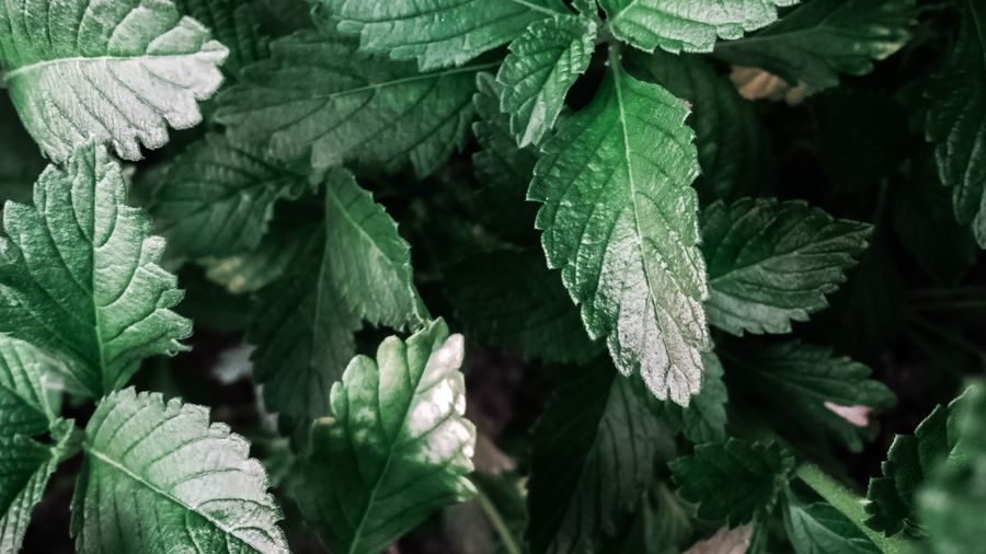 patchouli green leaves
