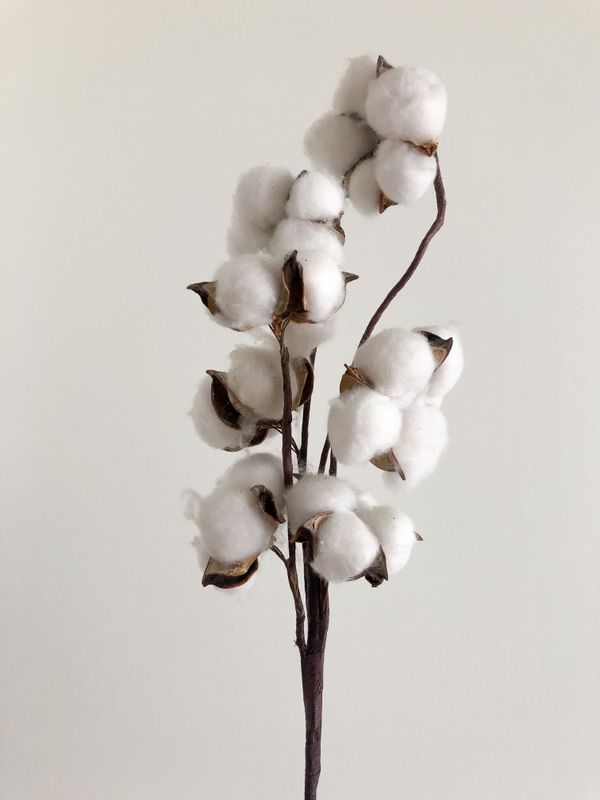 cotton note