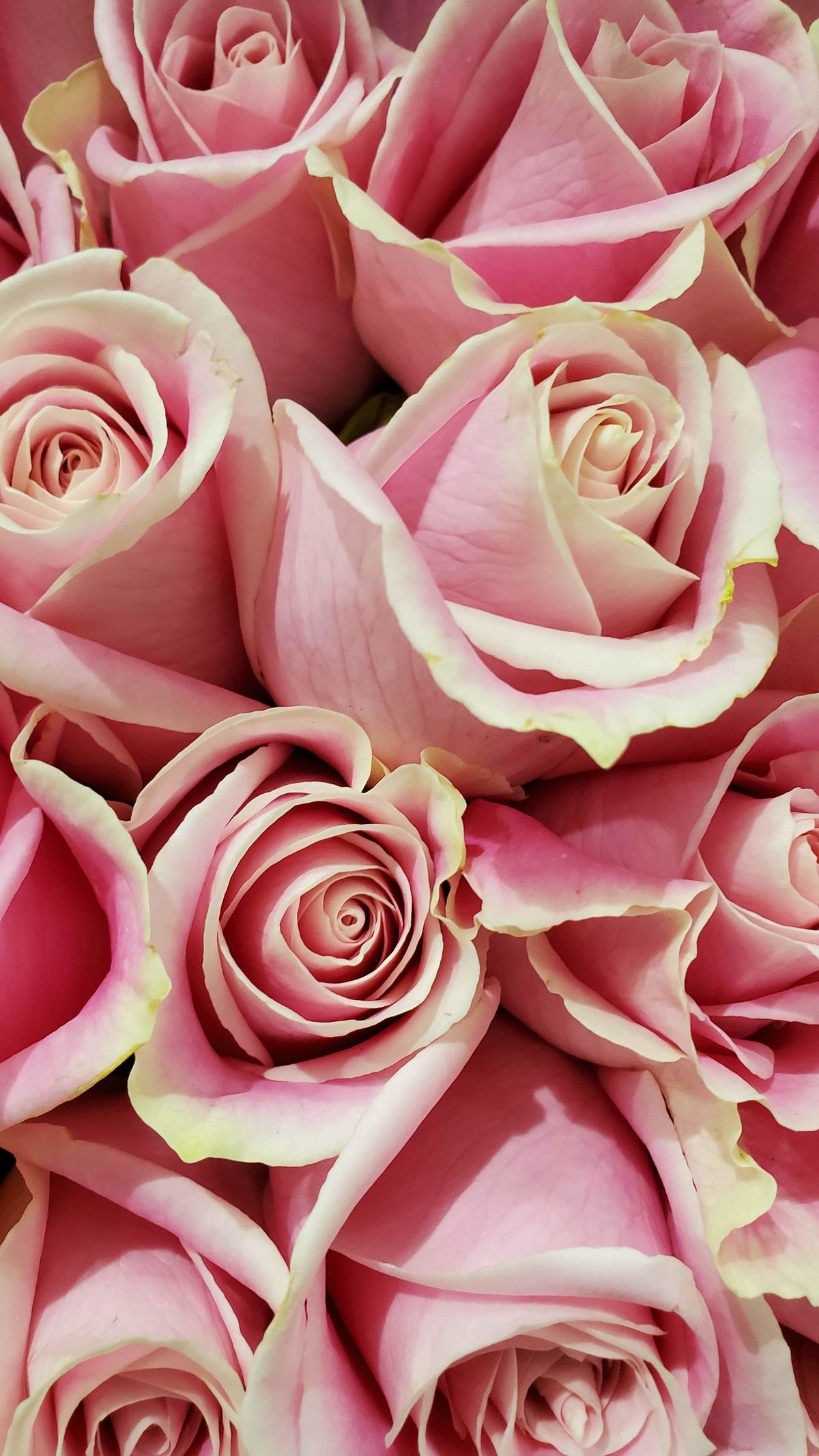 Rose - the ingredient used in Pen Perfume 10ml (Oud Rose), private label OEM Malaysia