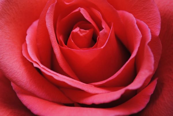 rose note