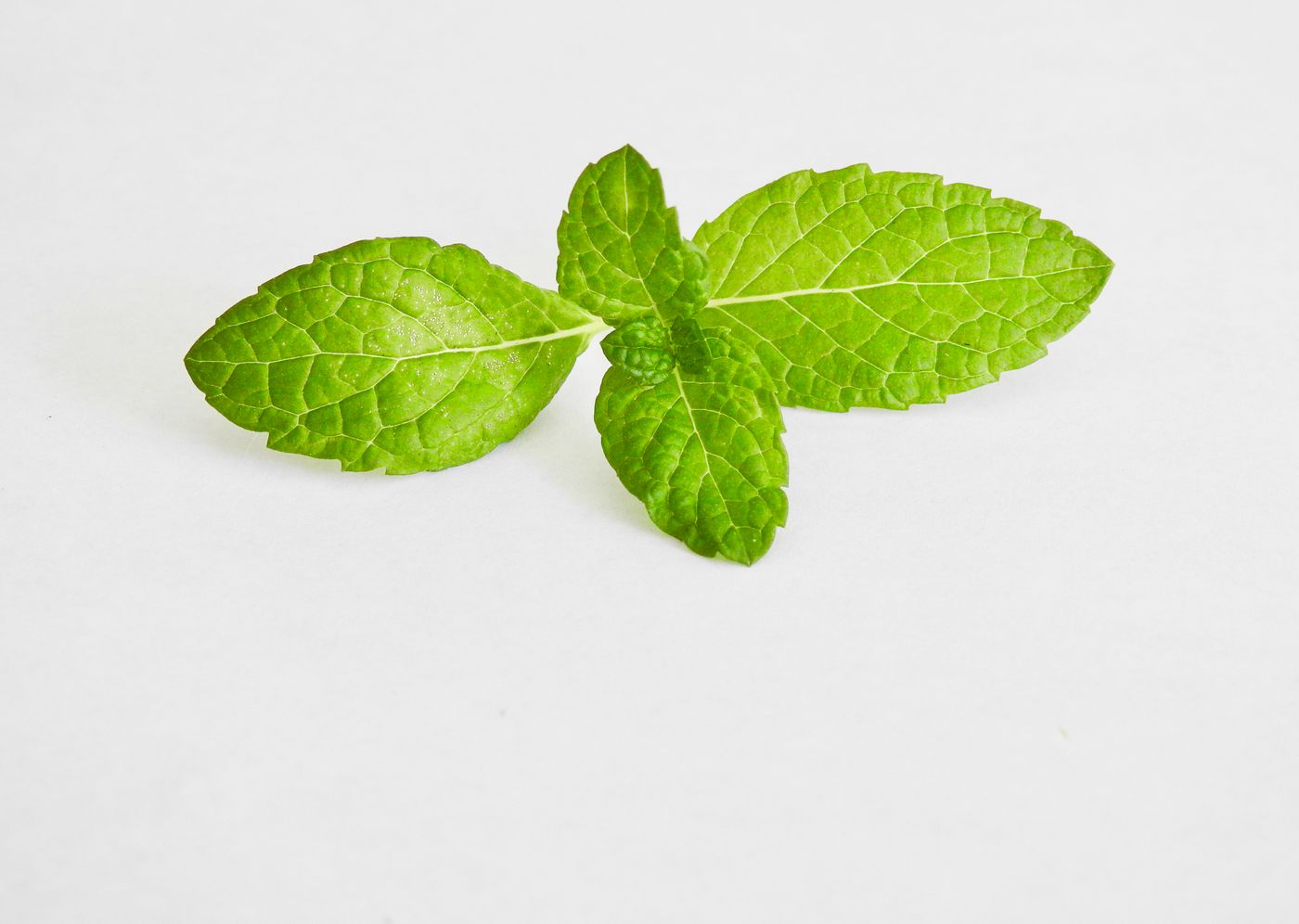 Peppermint, the botanical source of peppermint essential oil