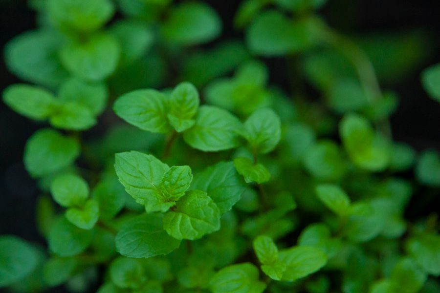peppermint leaves