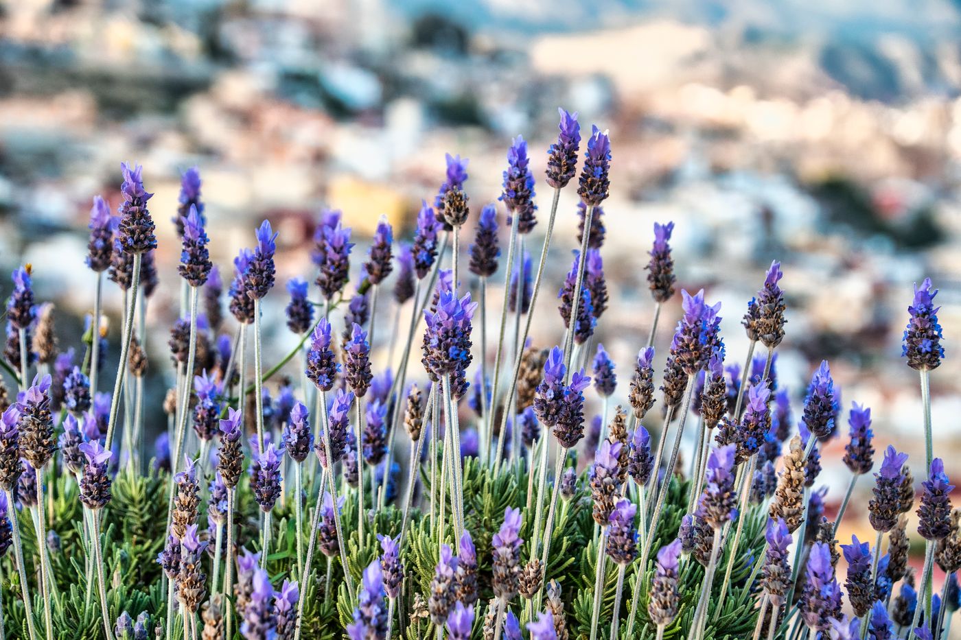 Lavender, the botanical source of pet-safe dilution roll-on