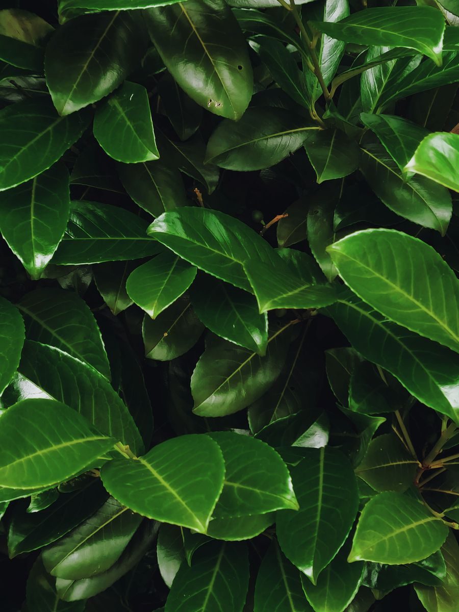 camphor tree leaves
