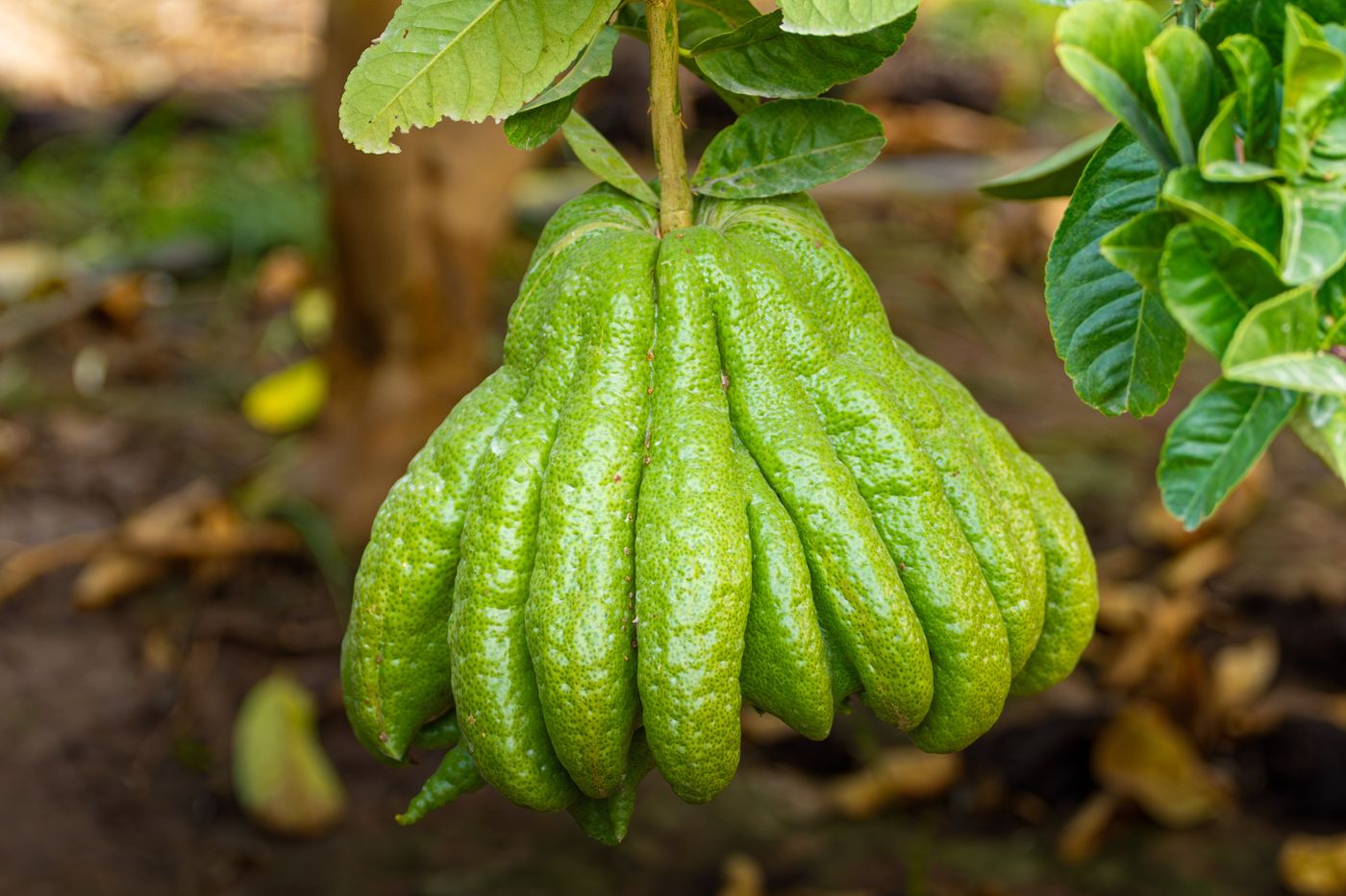 Bergamot, the botanical source of renewing blend