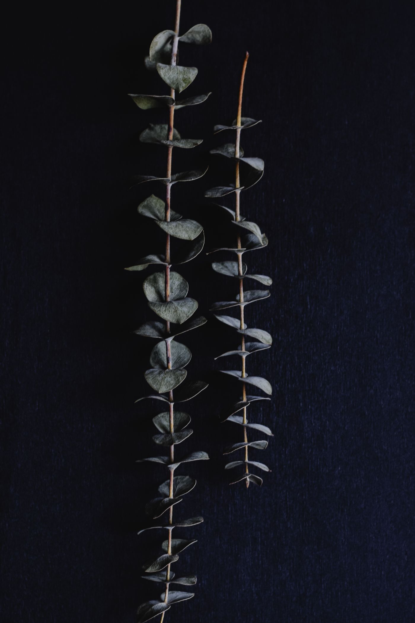 Eucalyptus, the botanical source of respiratory blend