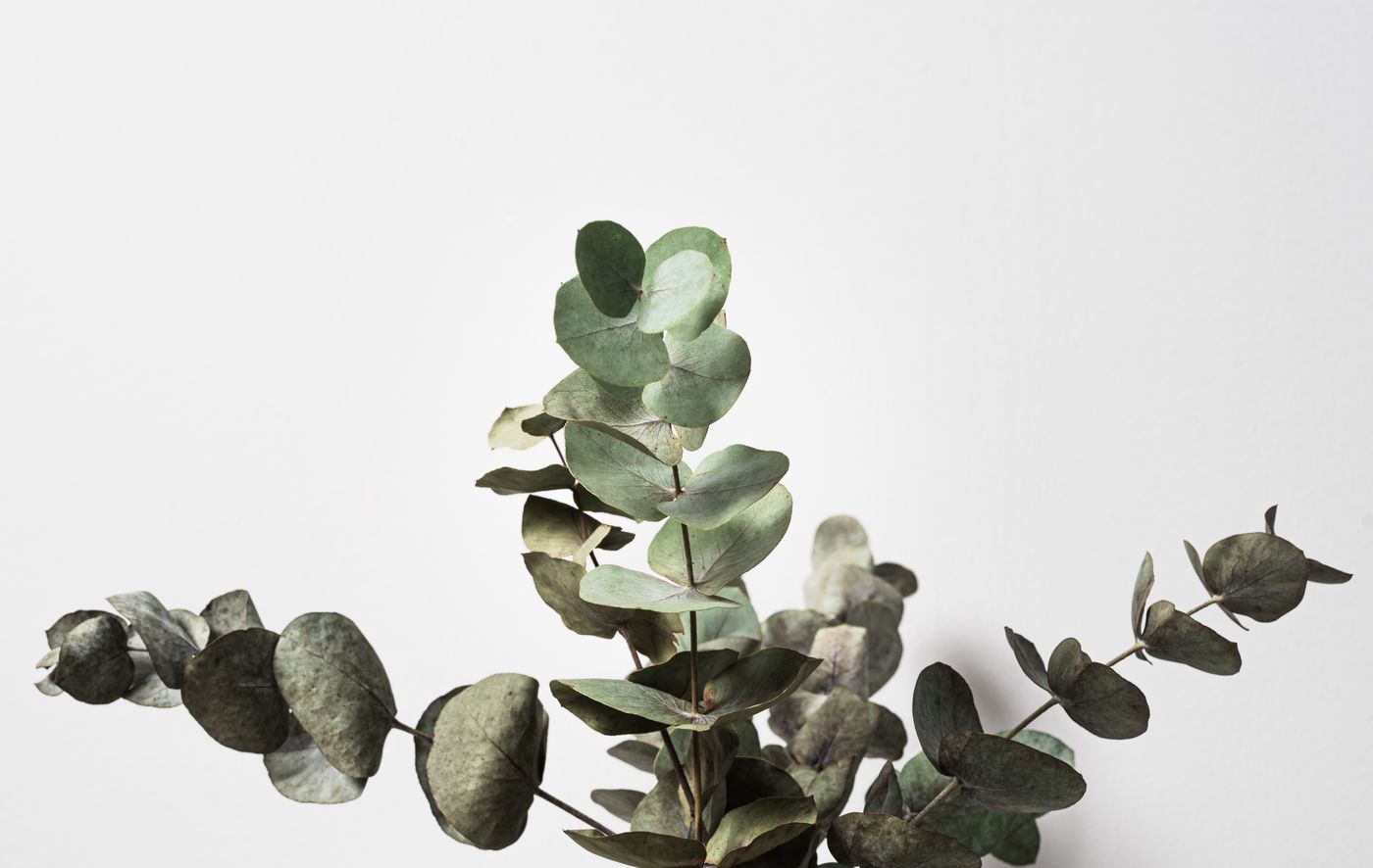 Eucalyptus, the botanical source of respiratory roll-on 10ml