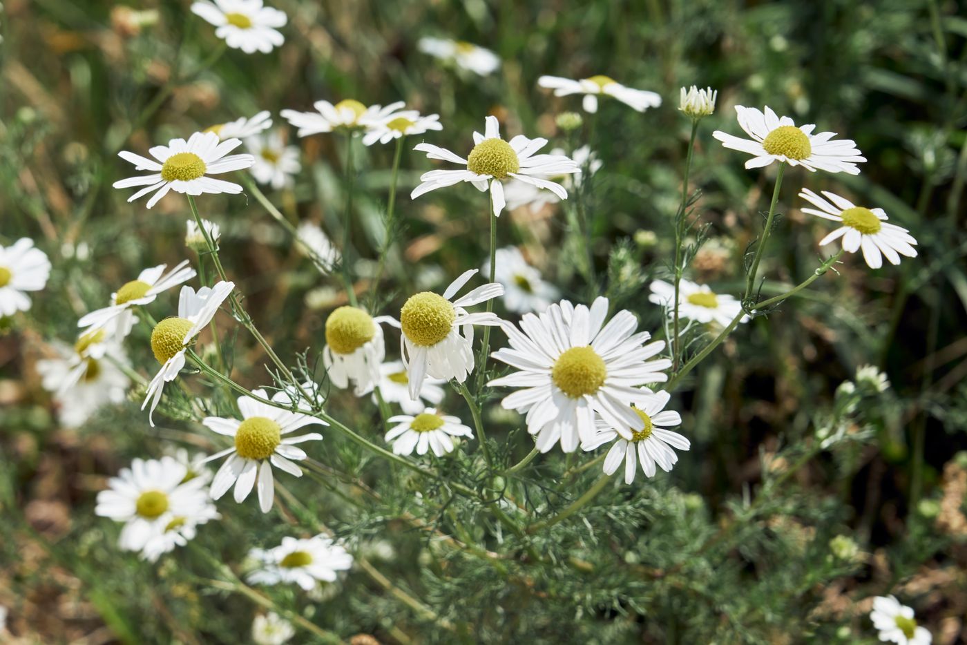 Roman Chamomile, the botanical source of roman chamomile essential oil