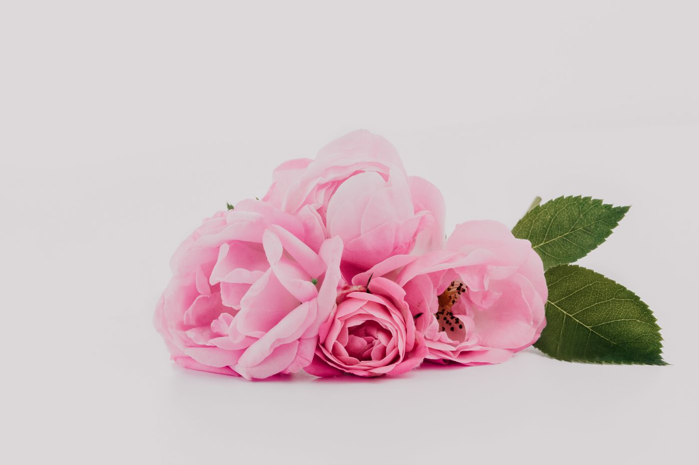 Rose, the botanical source of rose otto essential oil 5ml