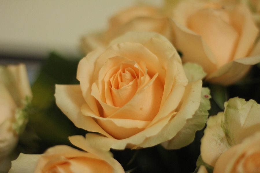 rose flowers