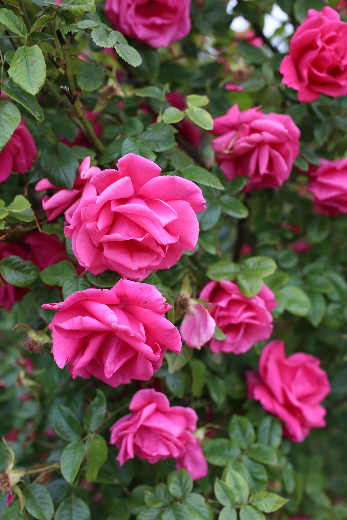 Rose - the ingredient used in Rose Petal Body Mist, private label OEM Malaysia