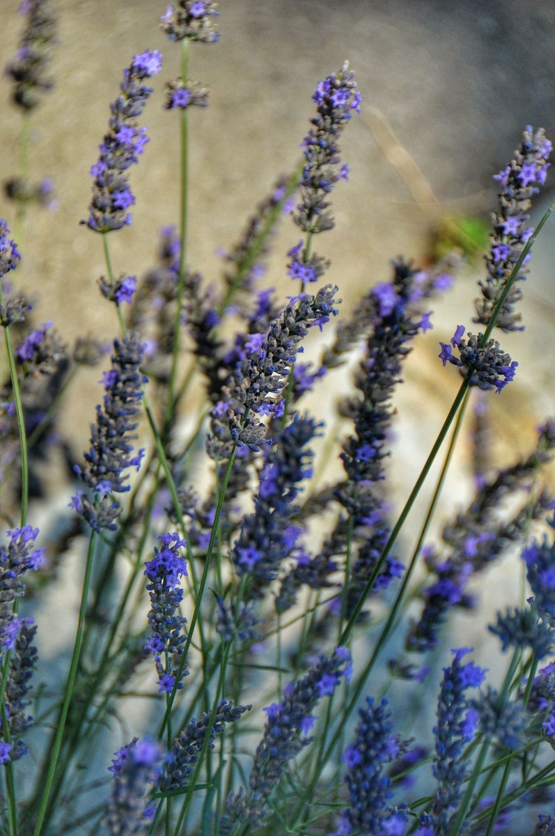 lavender note