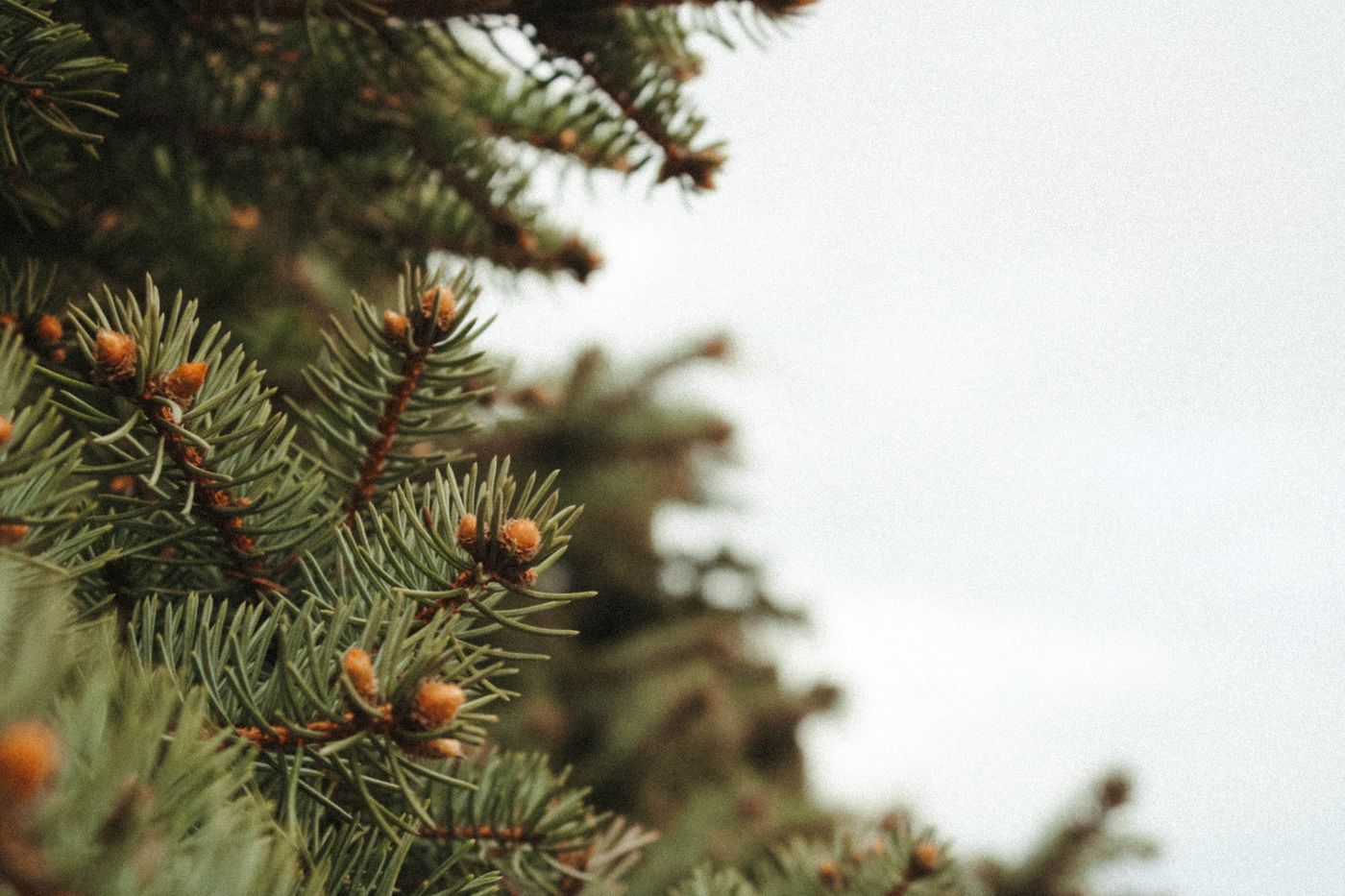 Siberian Fir, the botanical source of siberian fir essential oil