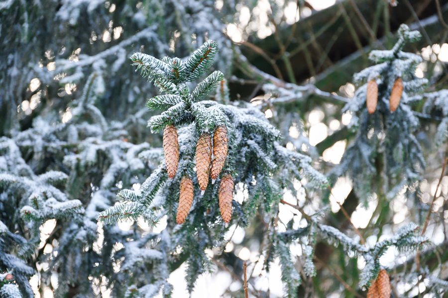 fir branch snow