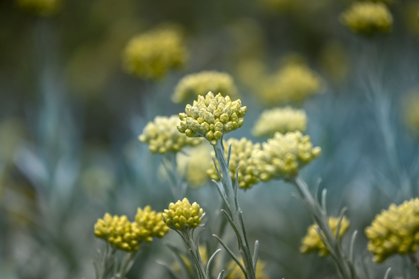 Helichrysum, the botanical source of skin rescue blend