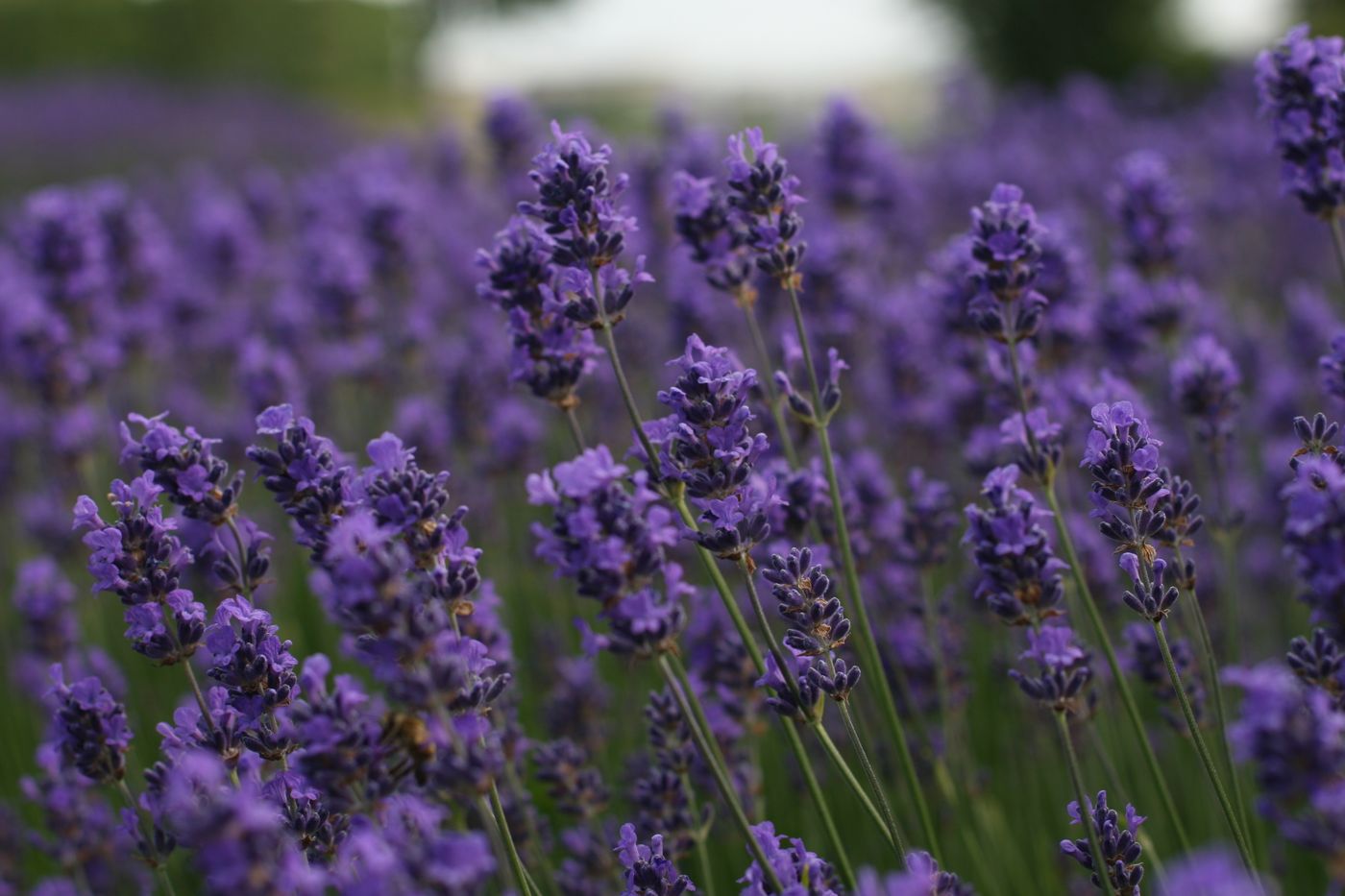 Lavender, the botanical source of sleep roll-on 10ml