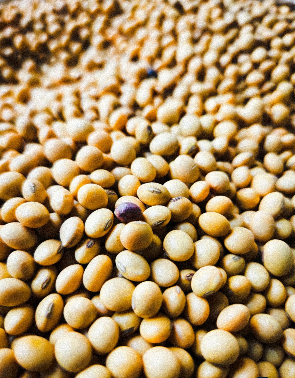 Soy - the ingredient used in Soy Jar Candle 200g (Floral), private label OEM Malaysia