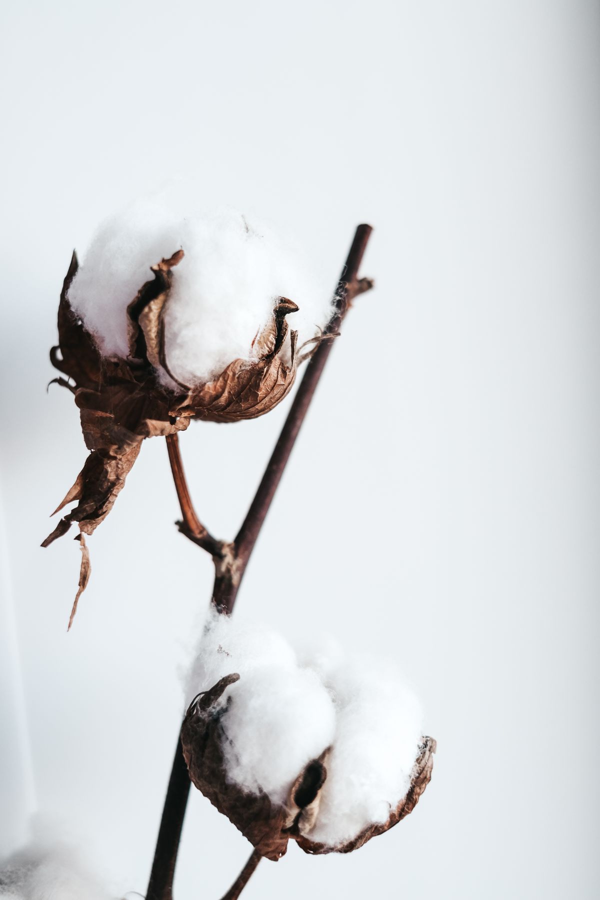 Cotton - the ingredient used in Soy Jar Candle 200g (Fresh Cotton), private label OEM Malaysia