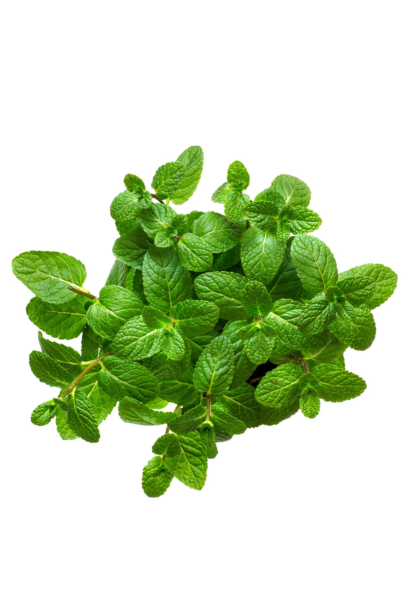 Spearmint, the botanical source of spearmint essential oil