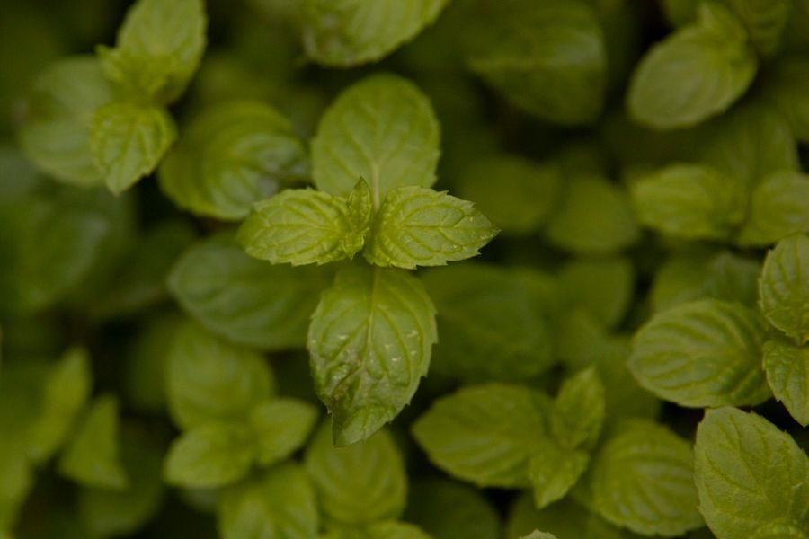 spearmint leaves