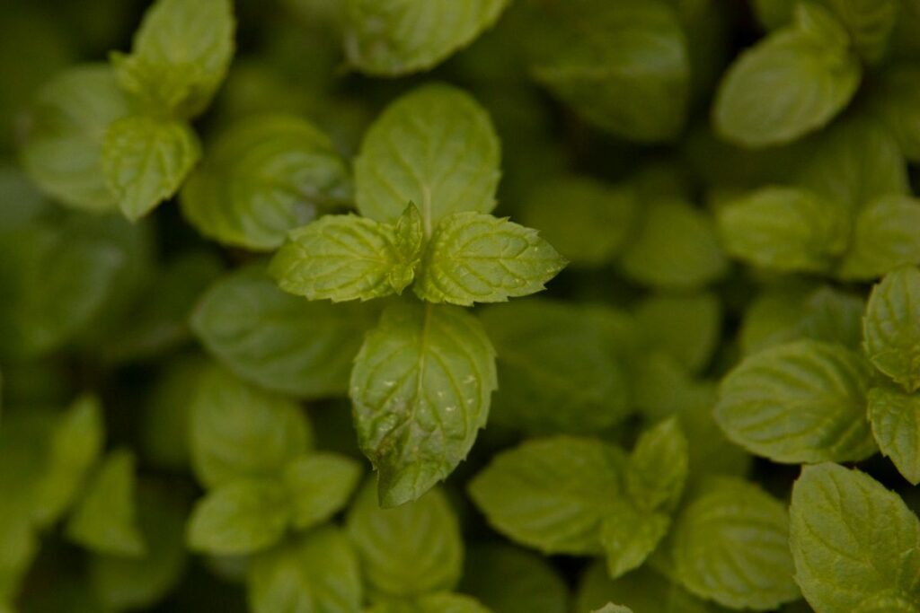 Spearmint - the ingredient used in Spearmint Tea Bags, private label OEM Malaysia