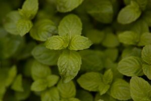 Spearmint - the ingredient used in Spearmint Tea Bags, private label OEM Malaysia