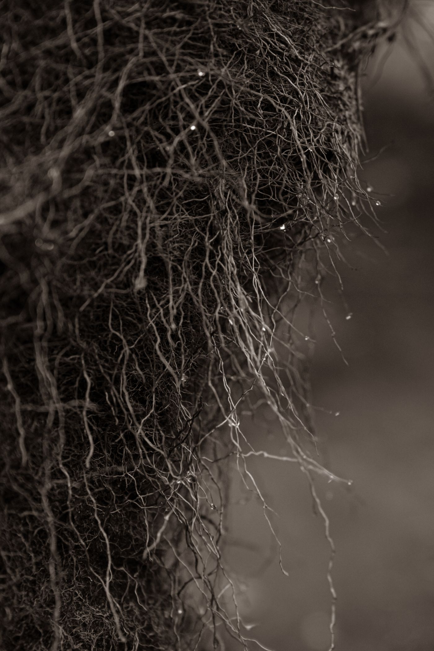 Vetiver, the botanical source of steadying yoga roll-on
