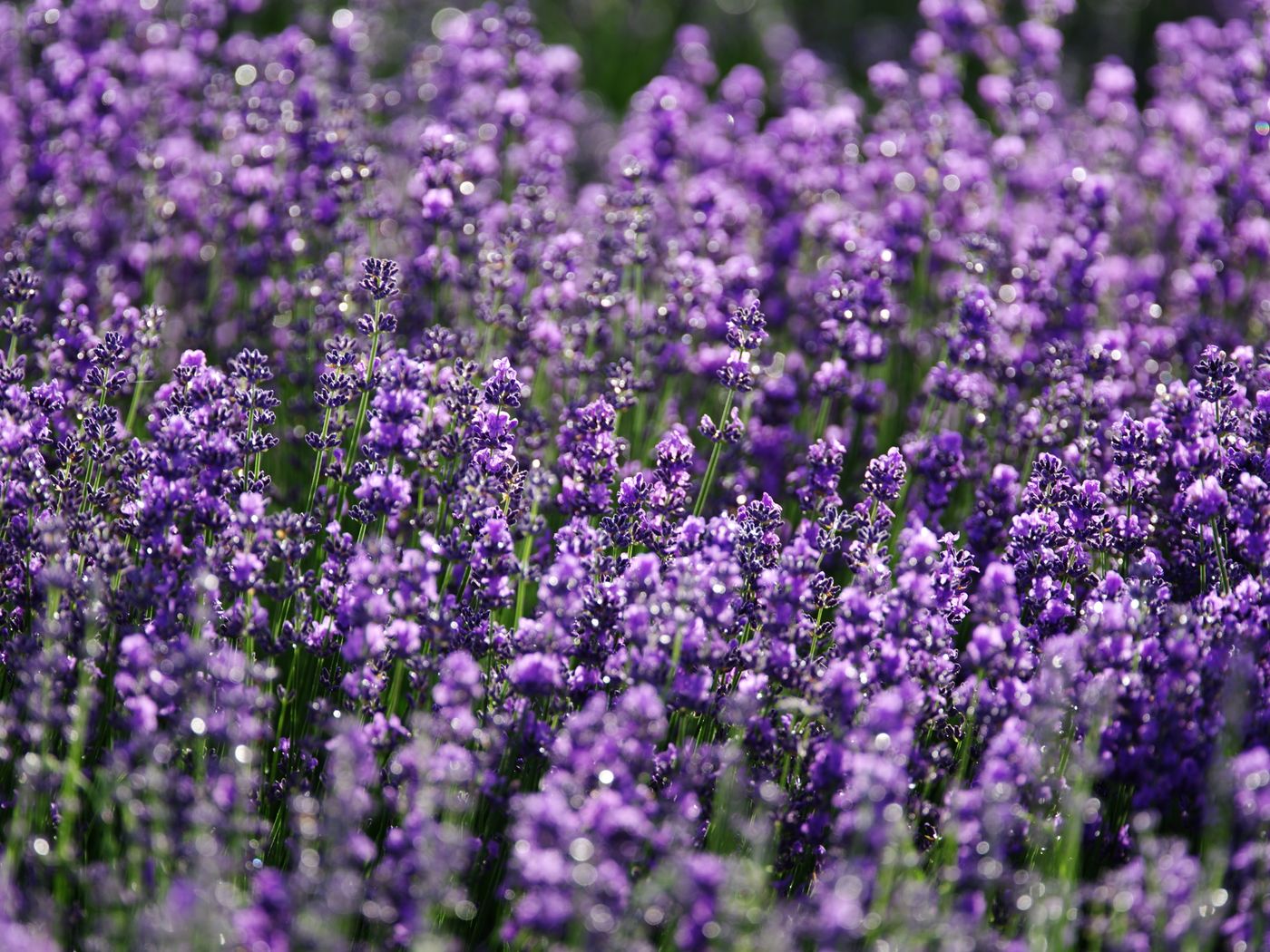 Lavender, the botanical source of stress relief blend