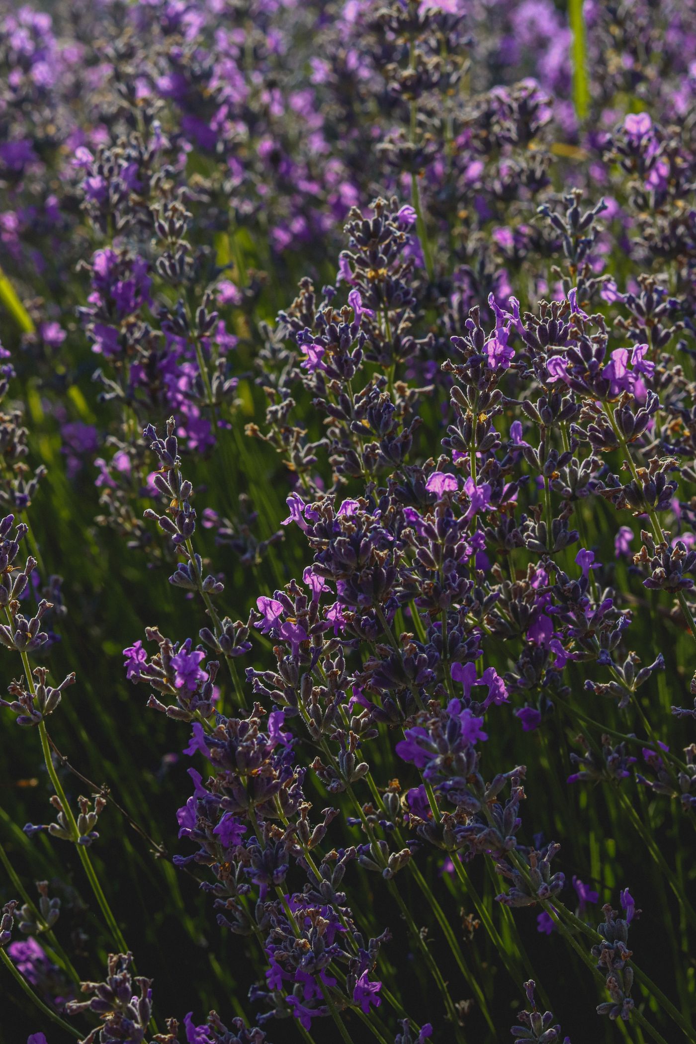 Lavender, the botanical source of stress relief roll-on 10ml