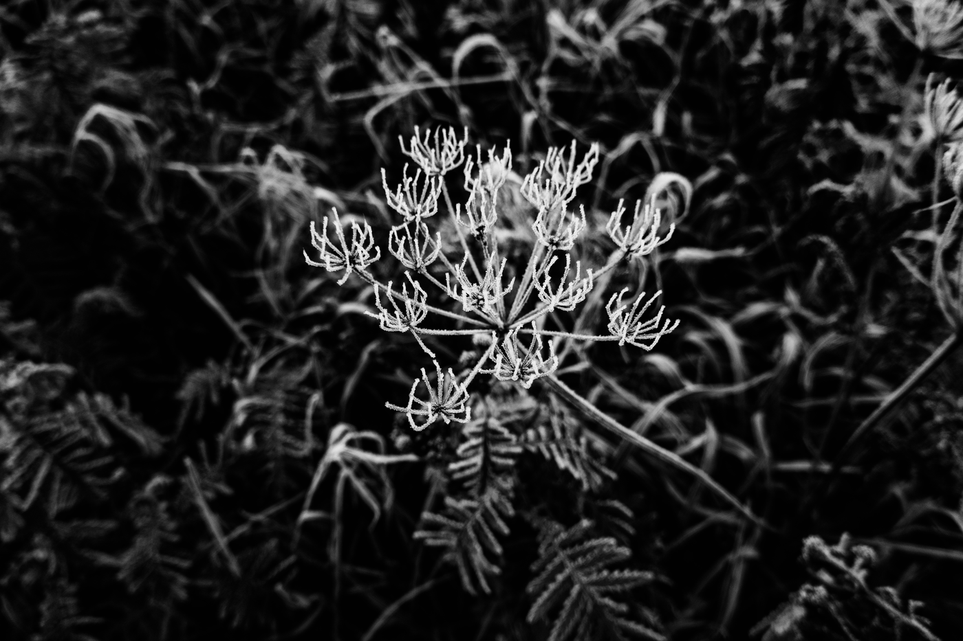 Fennel, the botanical source of sweet fennel essential oil