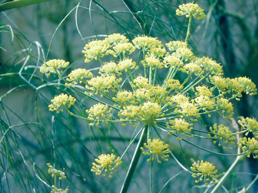 fennel plant