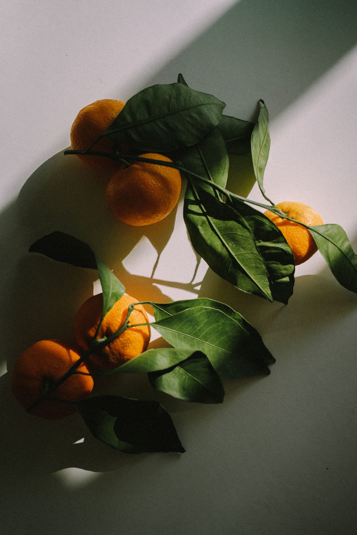 Tangerine, the botanical source of tangerine essential oil