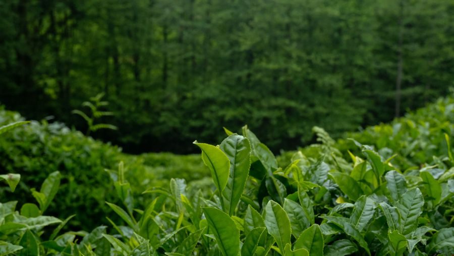 tea tree leaves