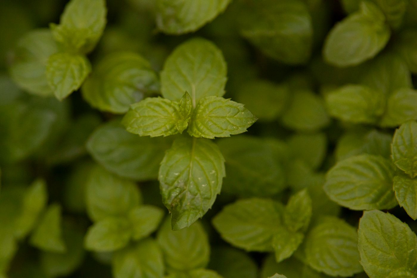 Peppermint, the botanical source of tension relief blend