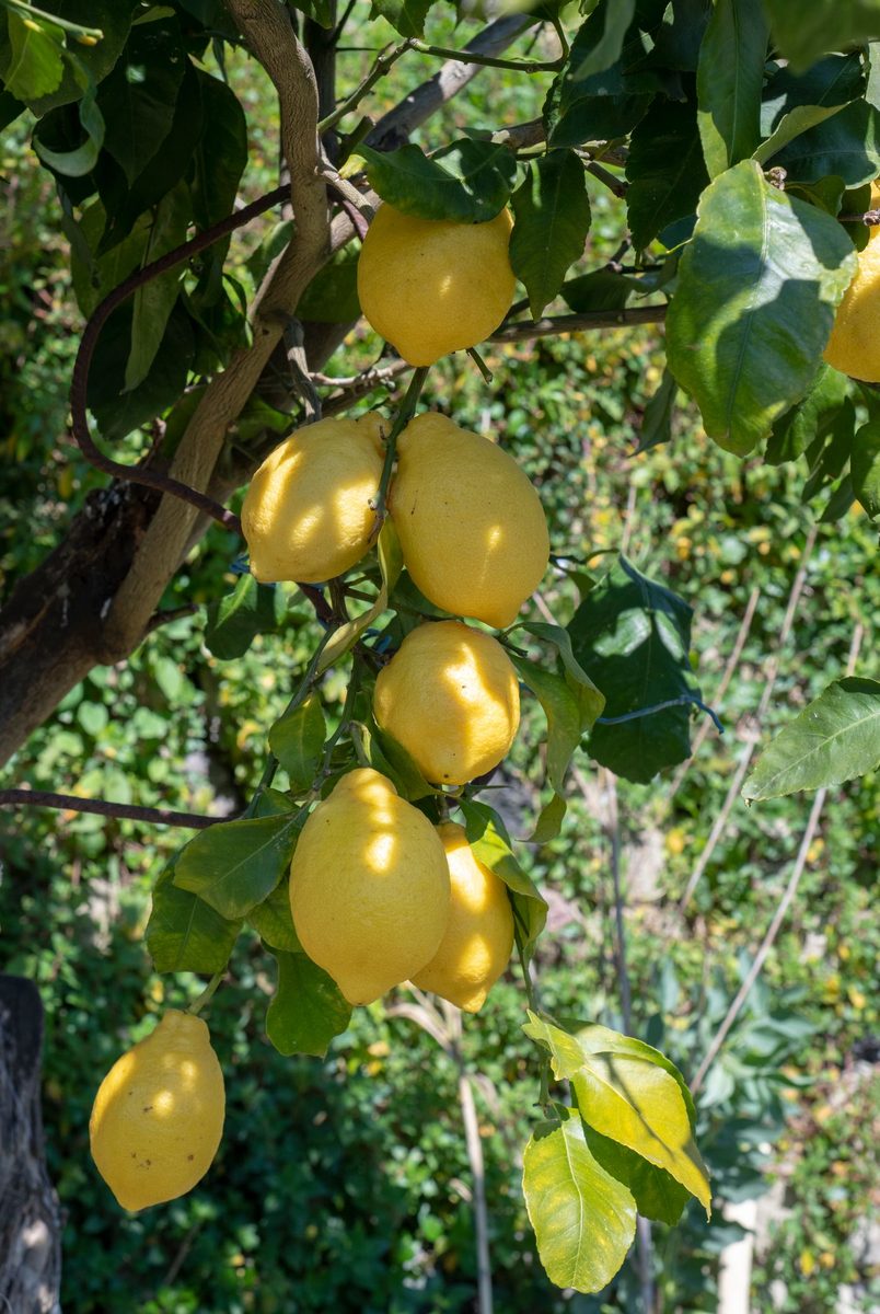 citrus note