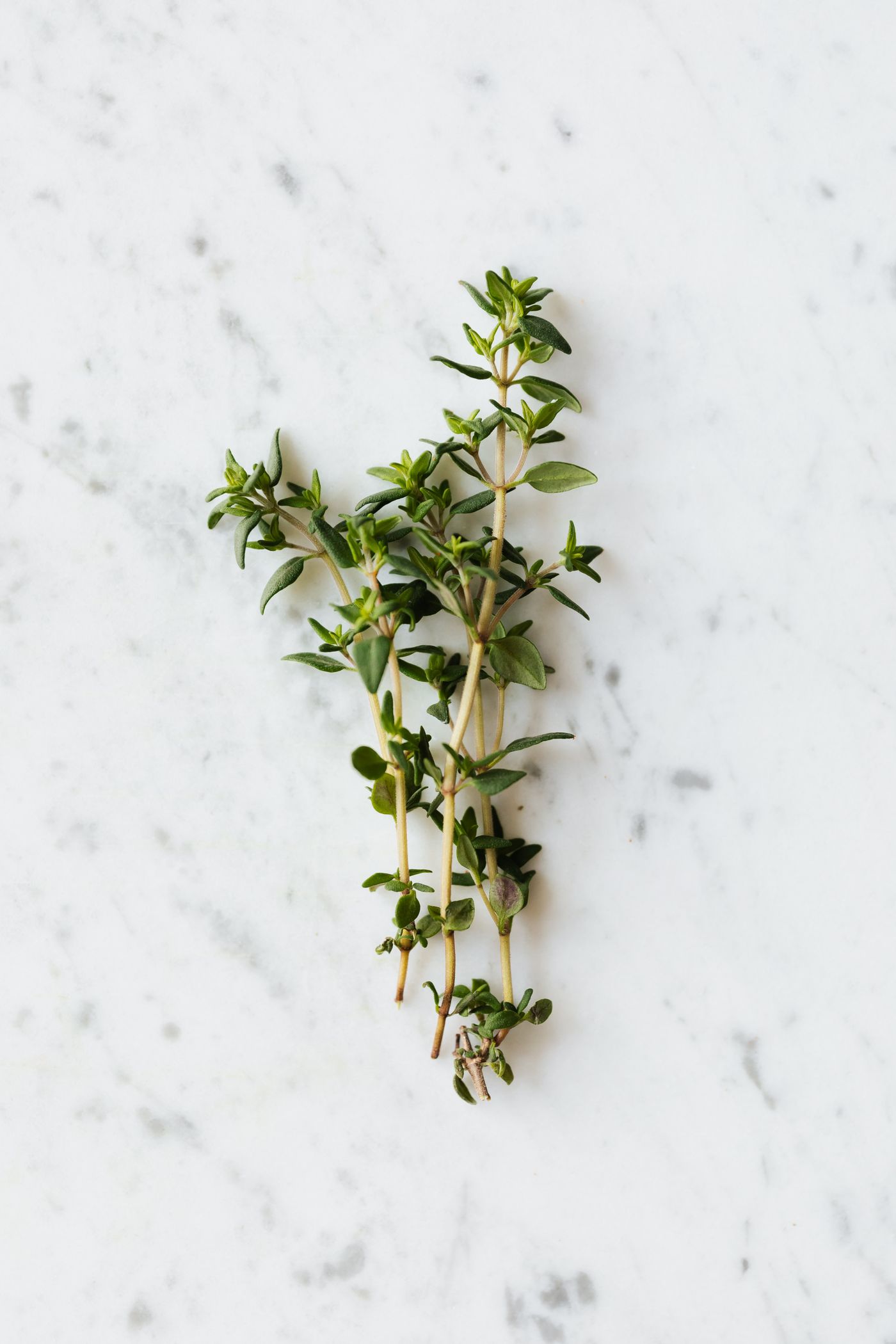 Thyme, the botanical source of thyme essential oil