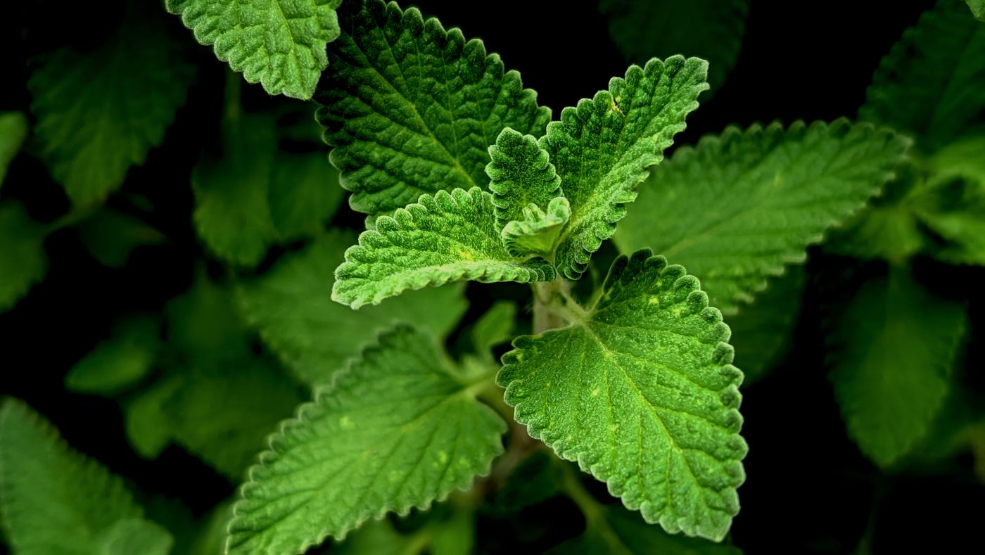 Peppermint, the botanical source of triple mint blend
