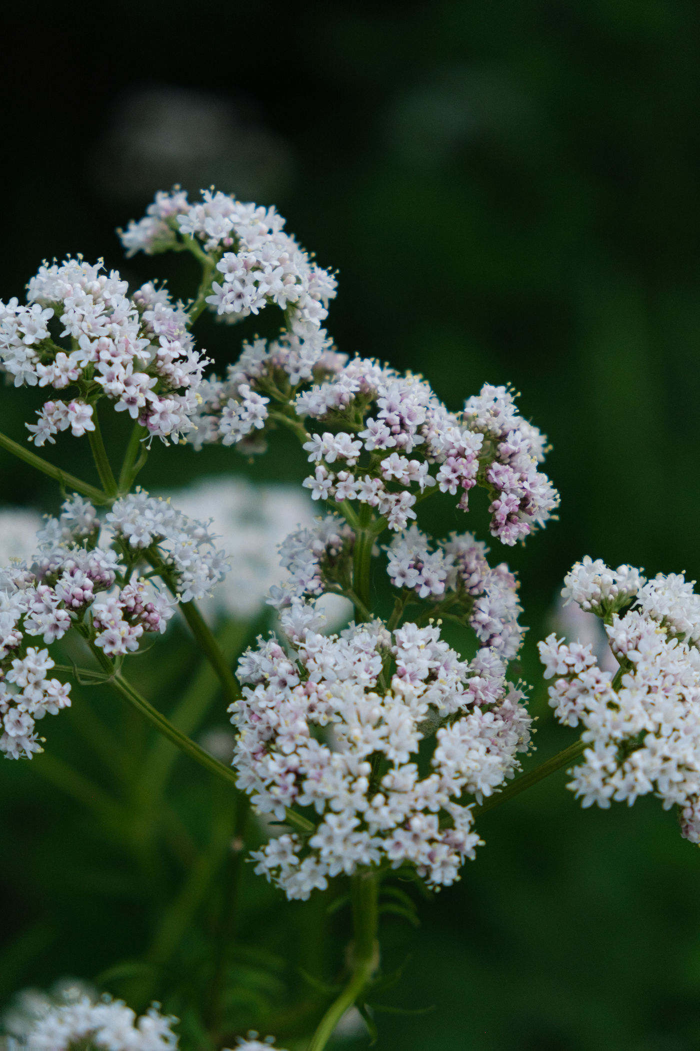Valerian, the botanical source of valerian essential oil
