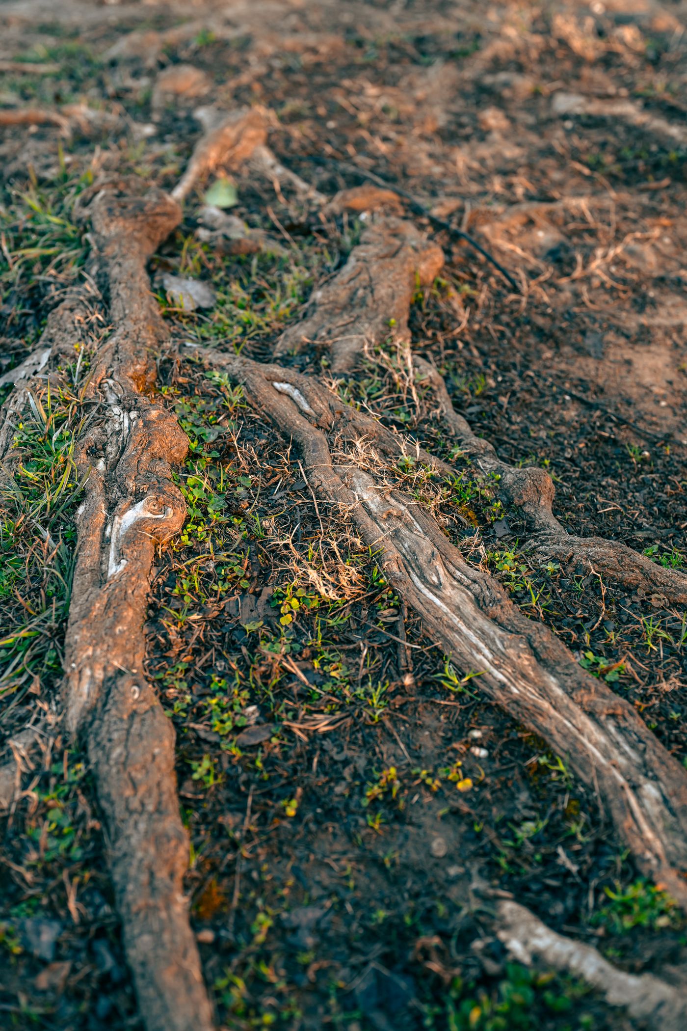 Vetiver, the botanical source of vetiver essential oil