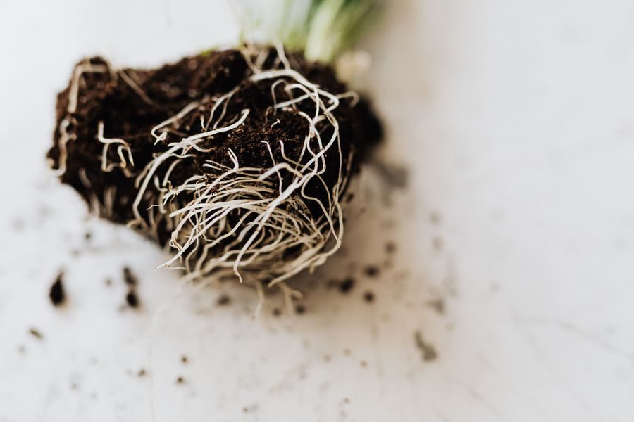 vetiver grass roots