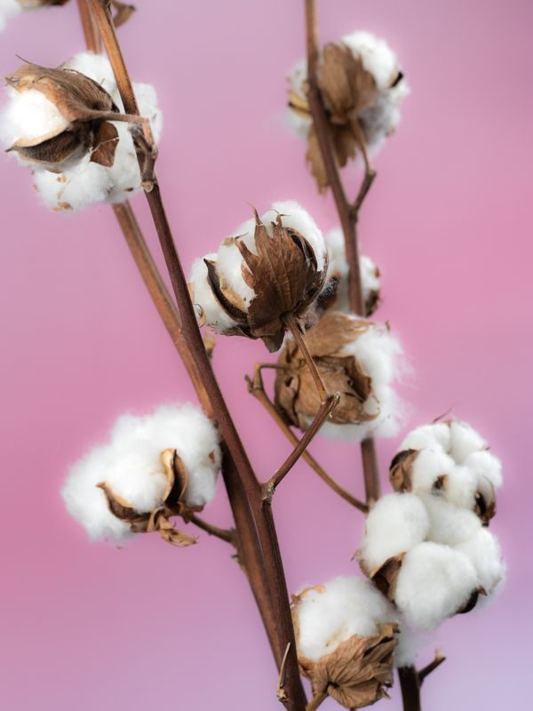 cotton note