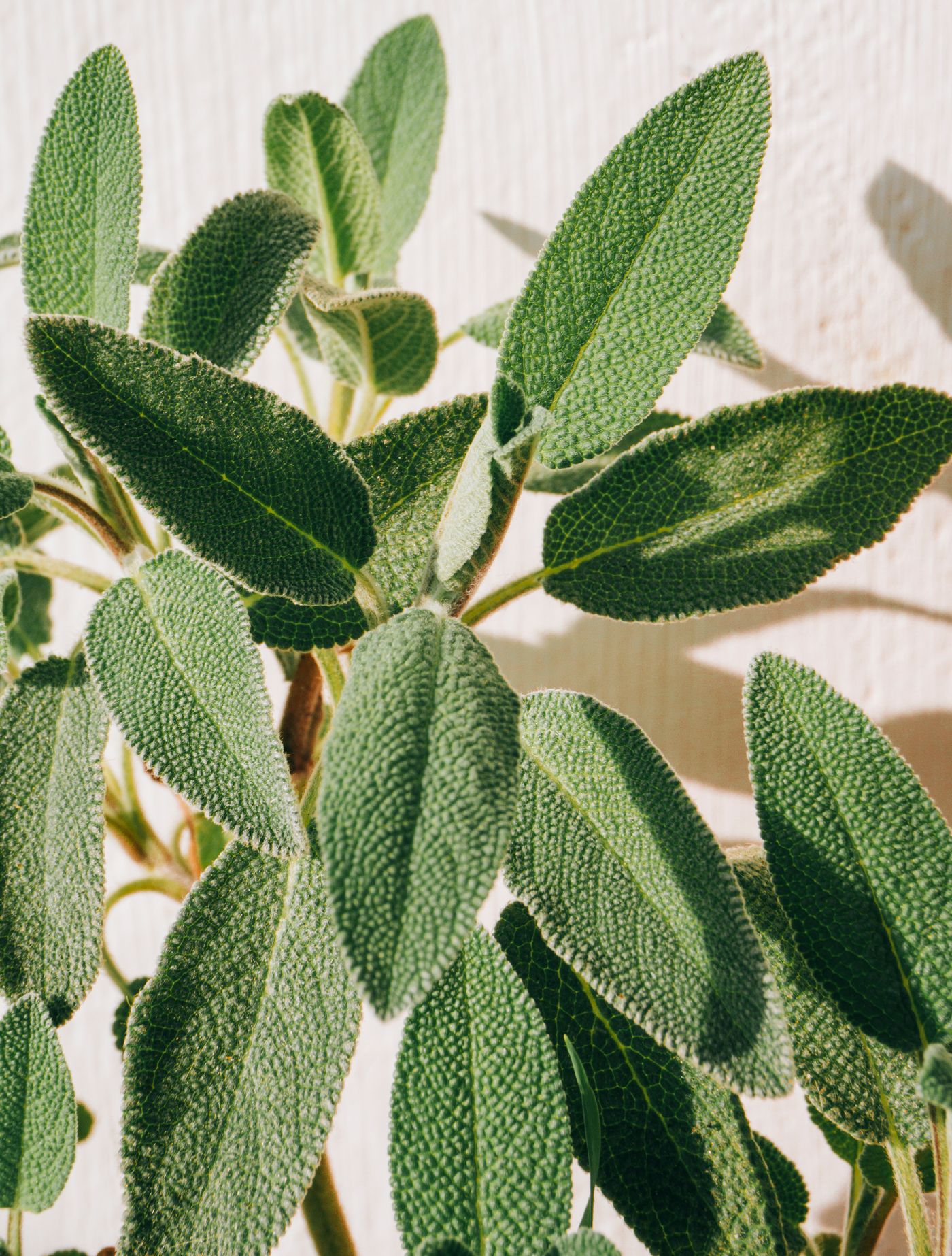 Clary Sage, the botanical source of women's monthly comfort blend