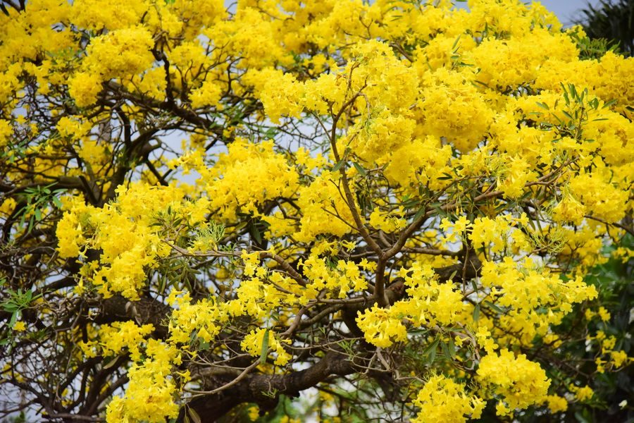 tropical yellow flower blossom