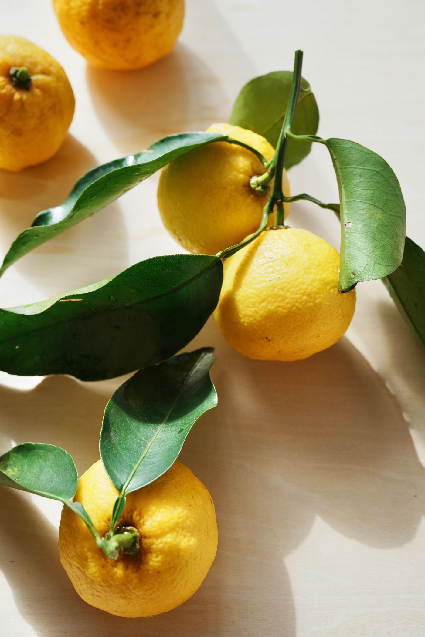 Yuzu, the botanical source of yuzu essential oil