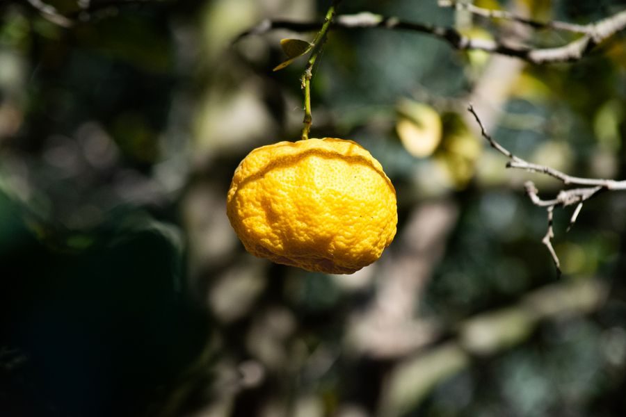 yuzu citrus fruit