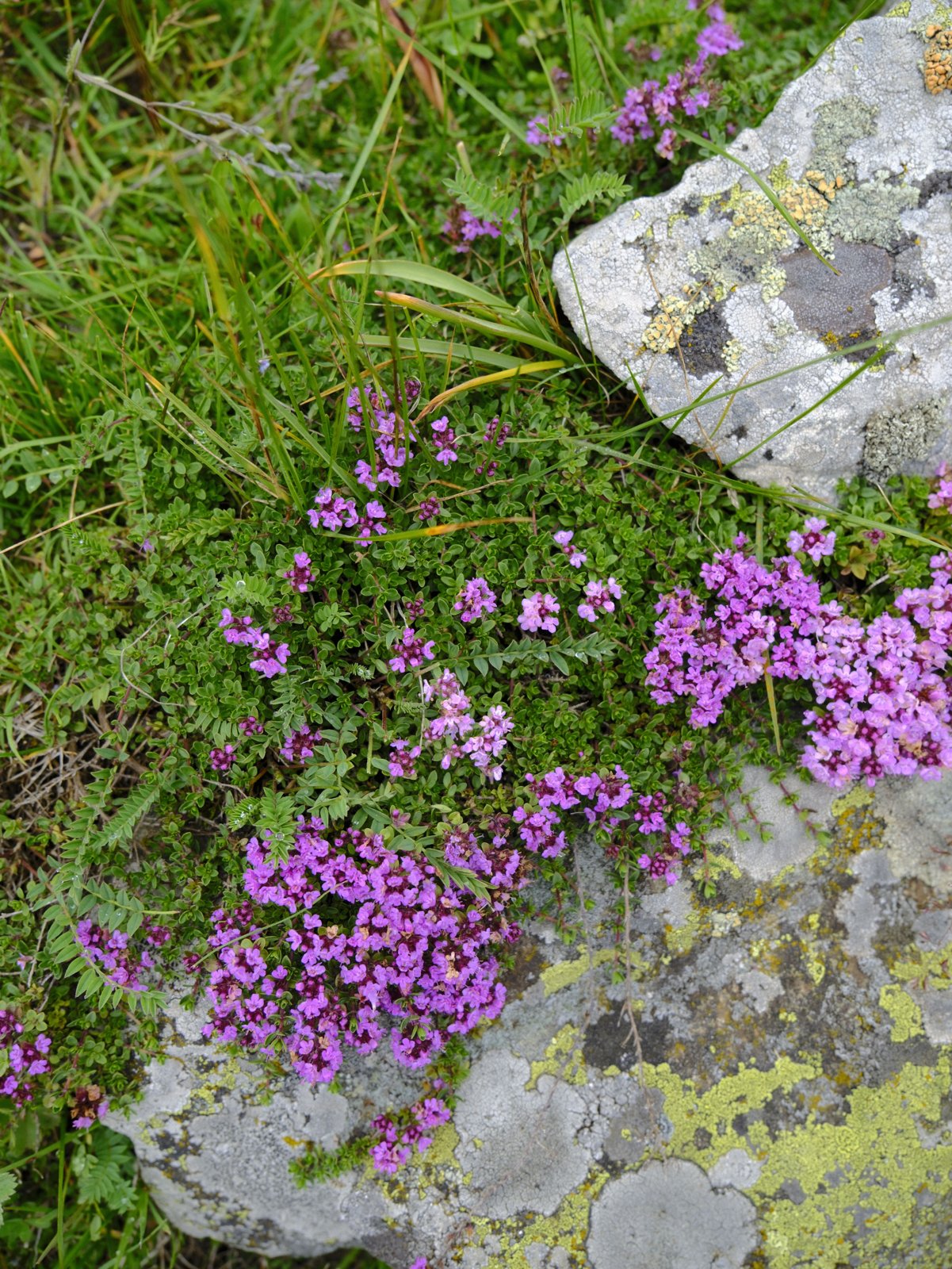 Pink-flowering wild thyme growing over rocks, the plant behind 360GUT wild thyme extract