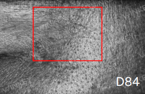 Hair Growth Scalp Serum in-vivo study panel - Hair parting, day 84